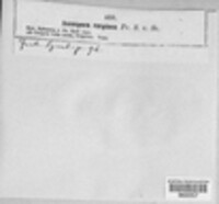 Ascospora carpinea image
